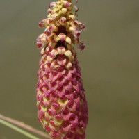 Coleus strobilifer (Roxb.) A.J.Paton